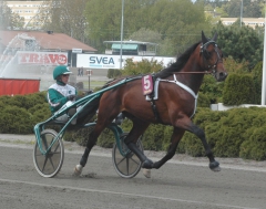 Toreador 150522-2